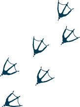 ducks
