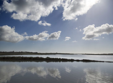 The Hen Reedbeds reserve managed by The Suffolk Wildlife Trust